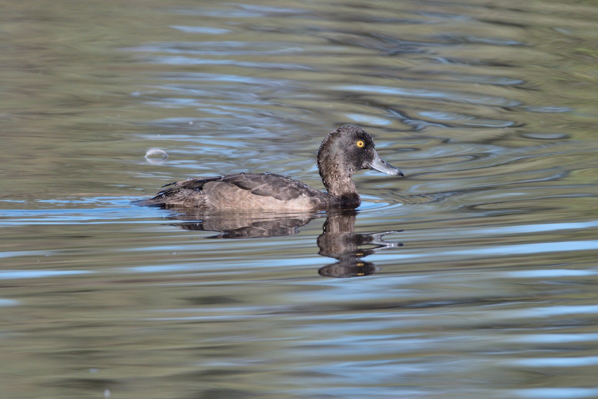 Tufted Duck - ML610258159