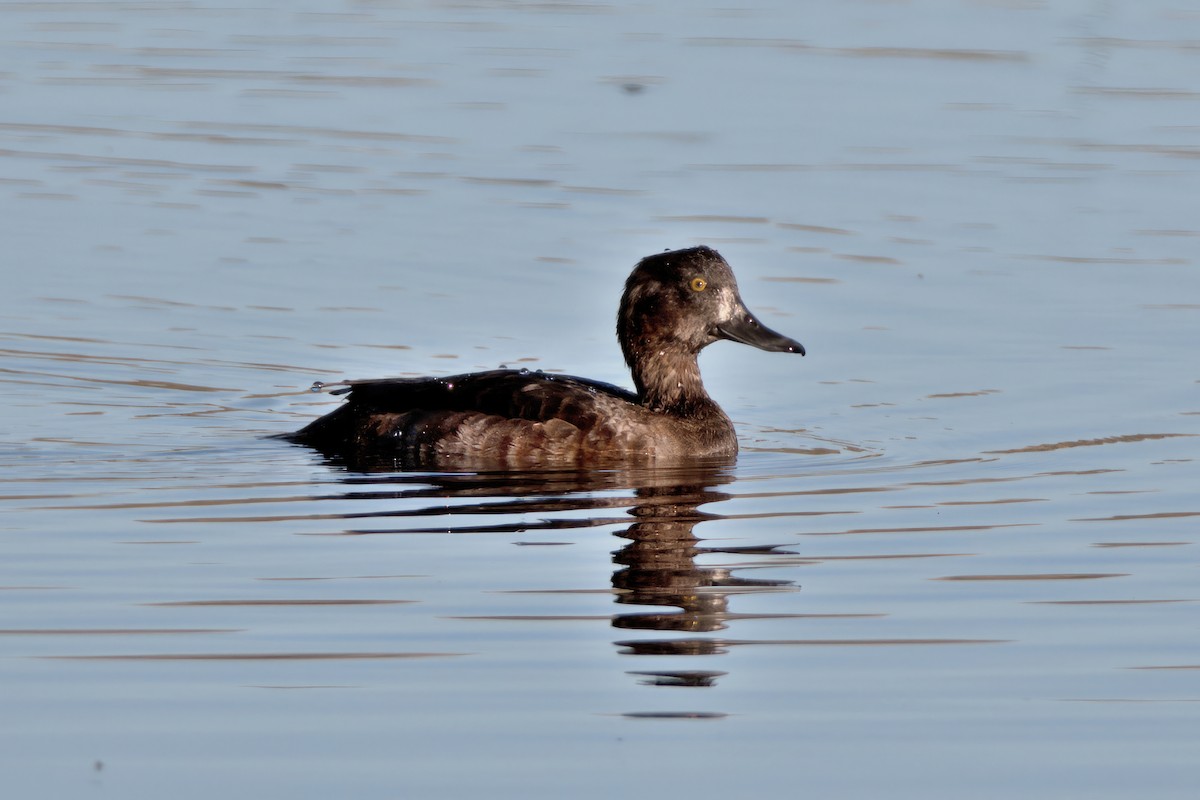 Tufted Duck - ML610258162