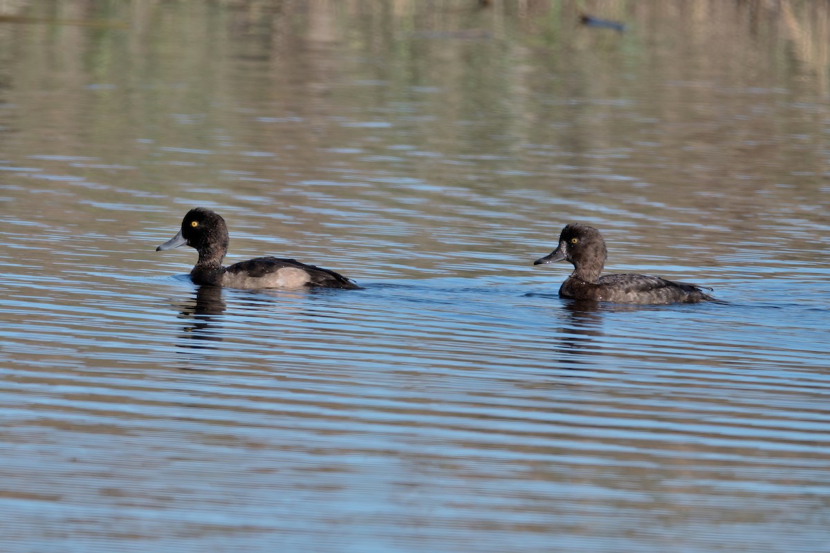 Tufted Duck - ML610258165
