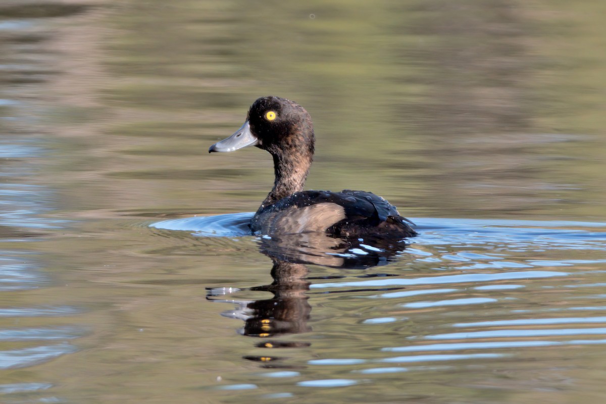 Tufted Duck - ML610258167