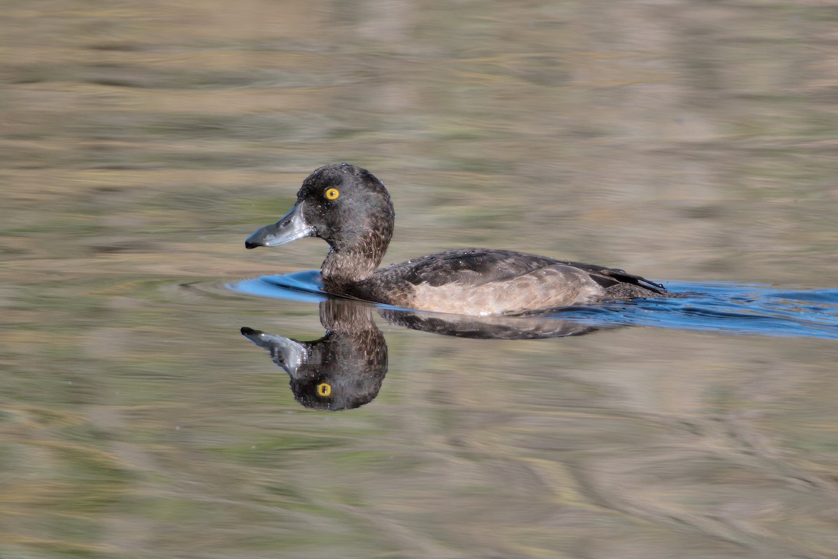 Tufted Duck - ML610258168