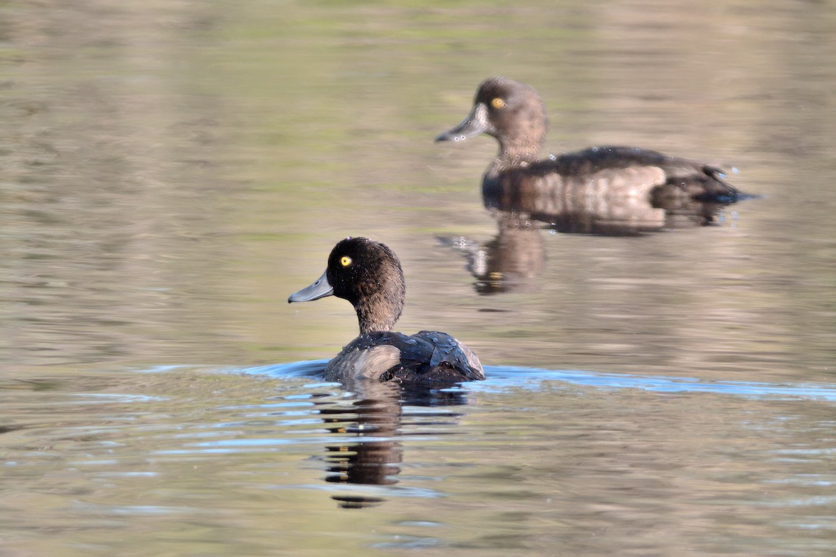 Tufted Duck - ML610258169