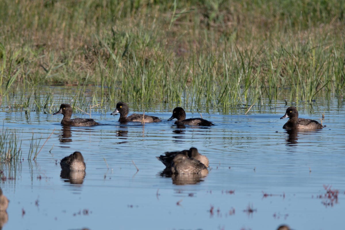Tufted Duck - ML610258172