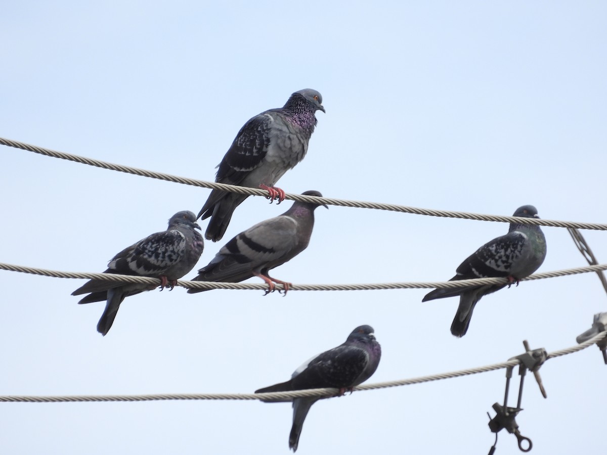 Rock Pigeon (Feral Pigeon) - ML610258237