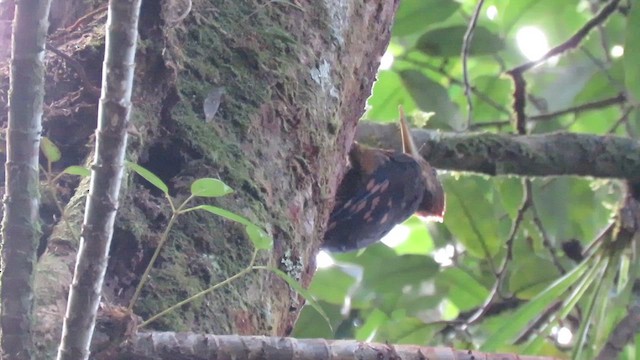 Orange-backed Woodpecker - ML610258606
