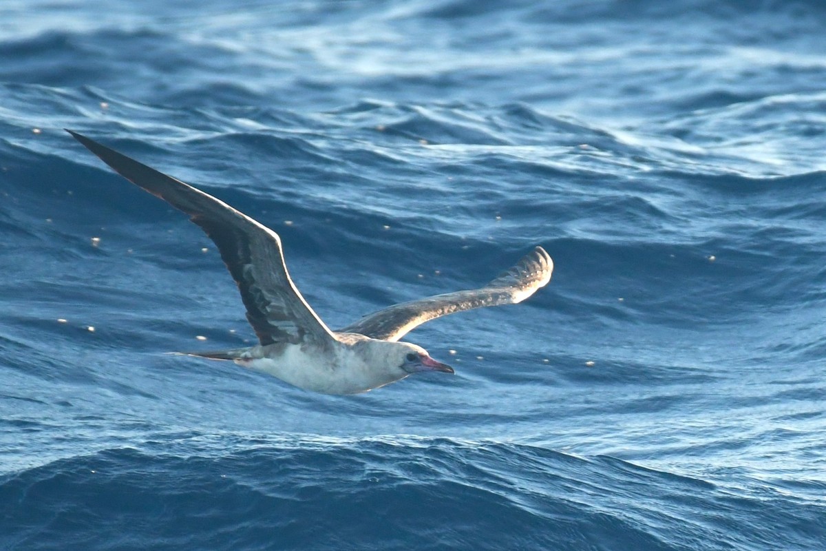 Red-footed Booby - ML610258867