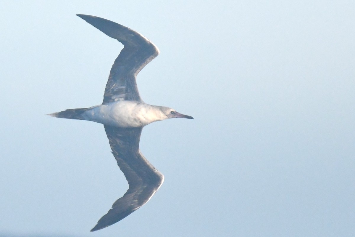 Red-footed Booby - ML610258872