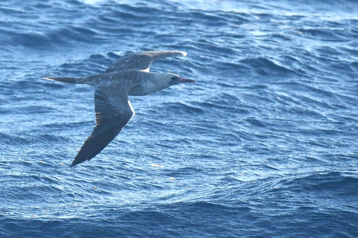 Red-footed Booby - ML610258874