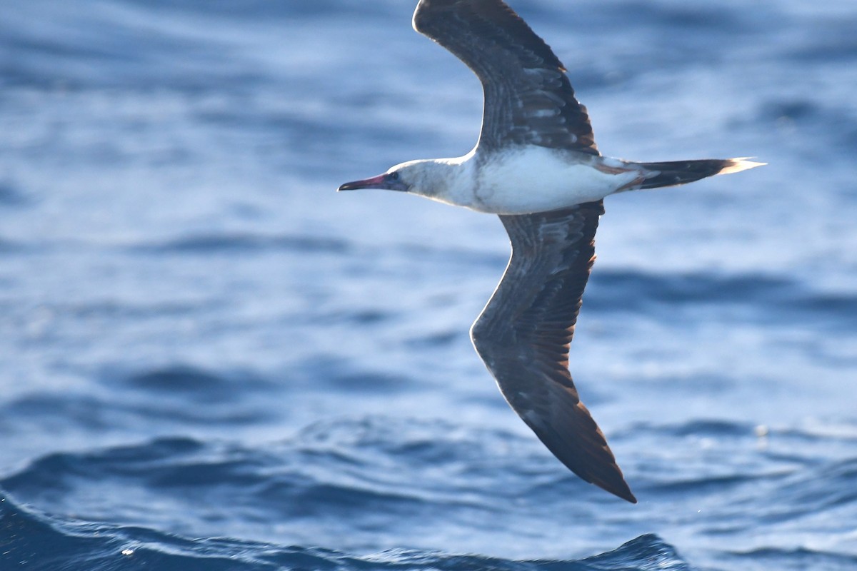 Red-footed Booby - ML610258876