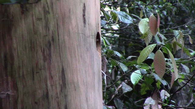 Orange-backed Woodpecker - ML610258898