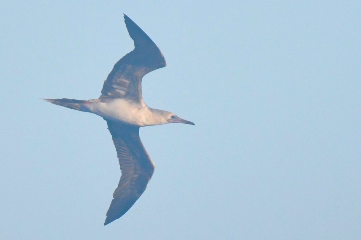 Red-footed Booby - ML610259033
