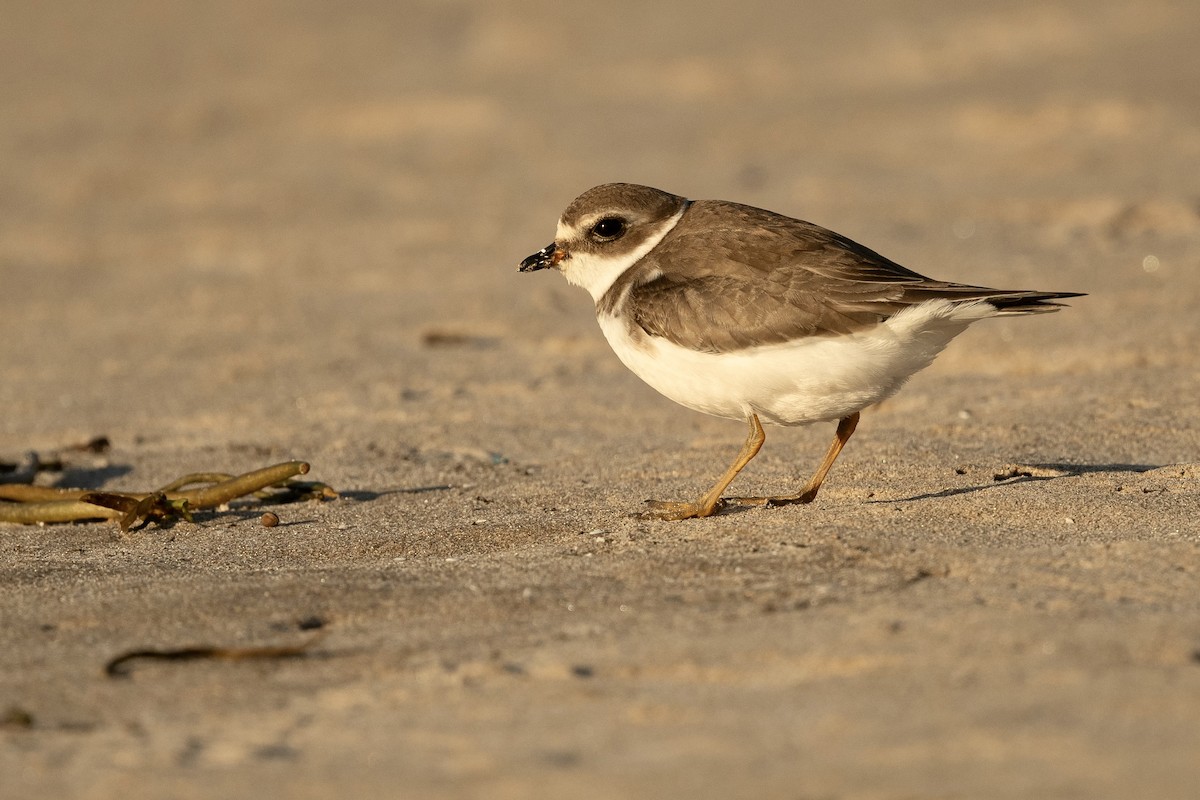 Semipalmated Plover - ML610259174