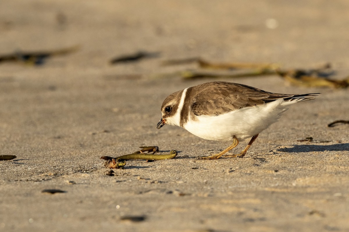 Semipalmated Plover - ML610259175