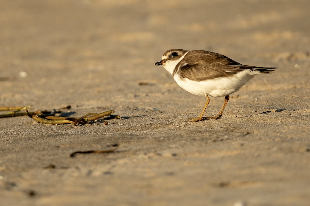 Semipalmated Plover - ML610259176