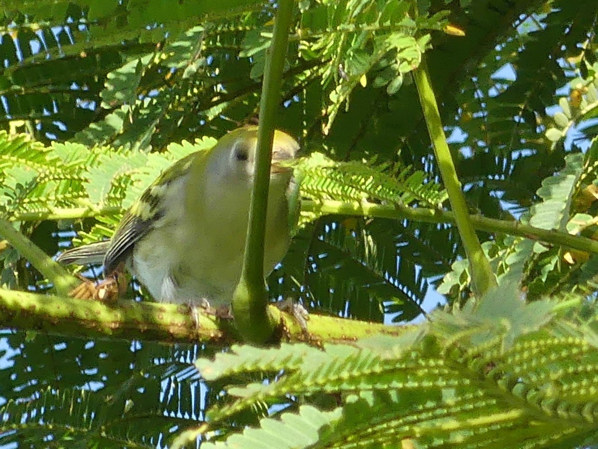 eBird Checklist 22 Oct 2023 Alton Large Retention Ponds 41 species