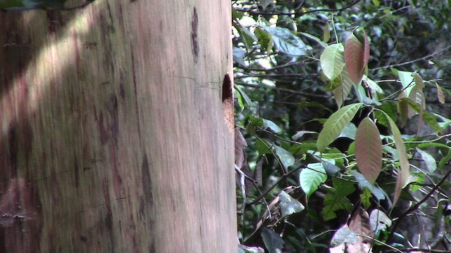 Orange-backed Woodpecker - ML610259338