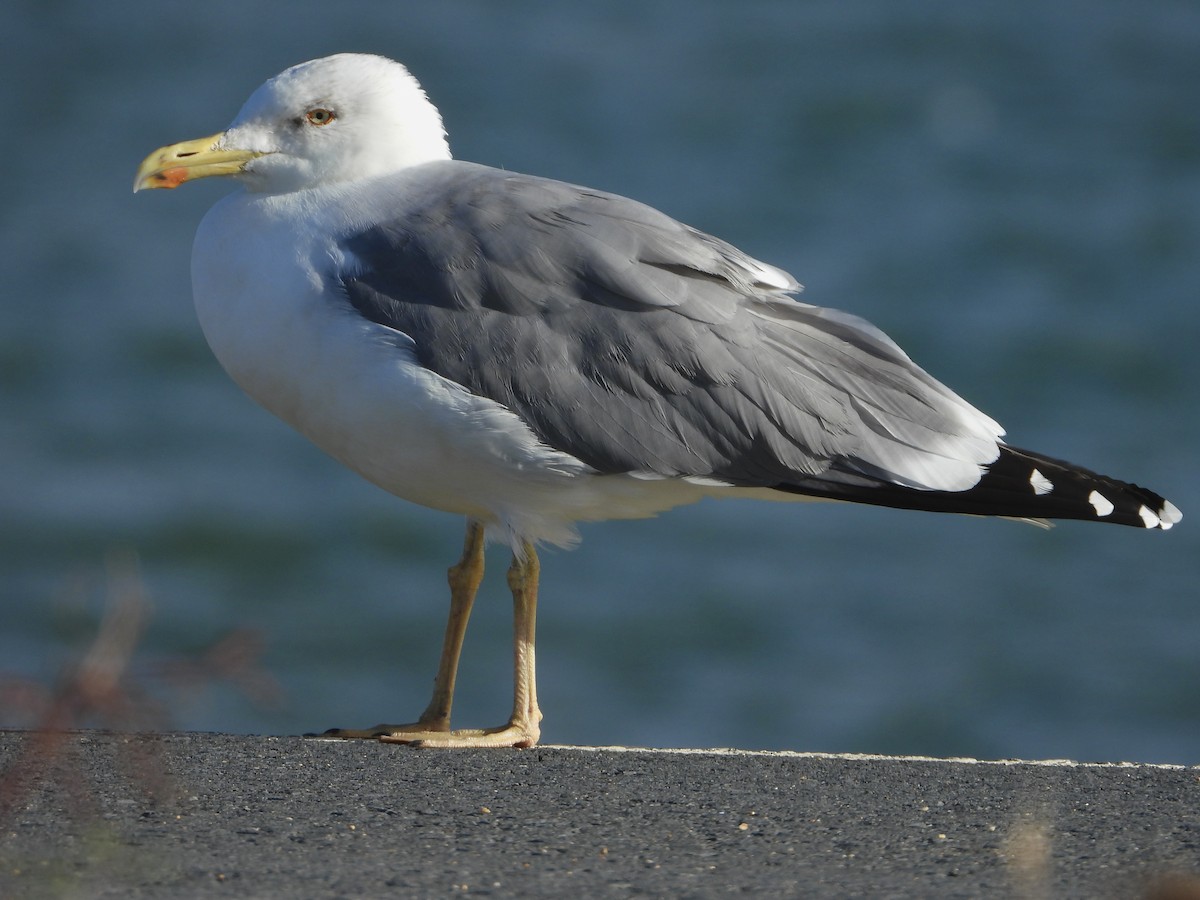 Yellow-legged Gull - ML610259615