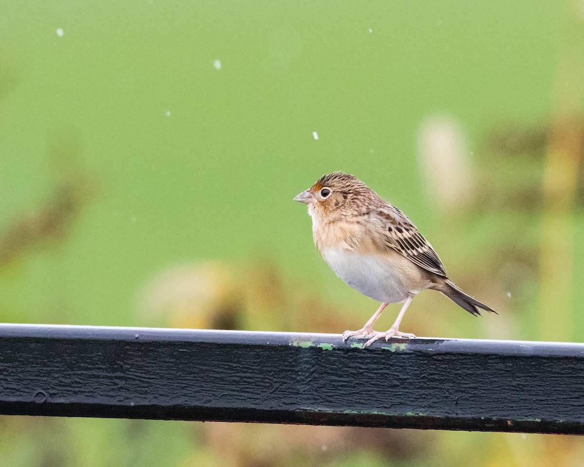 Grasshopper Sparrow - ML610259724