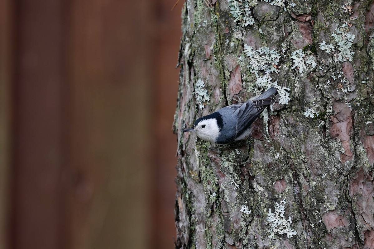 White-breasted Nuthatch - ML610259810