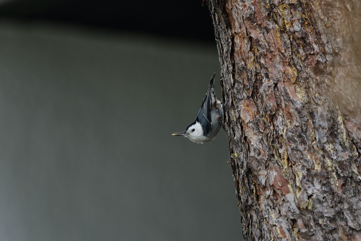 White-breasted Nuthatch - ML610259814