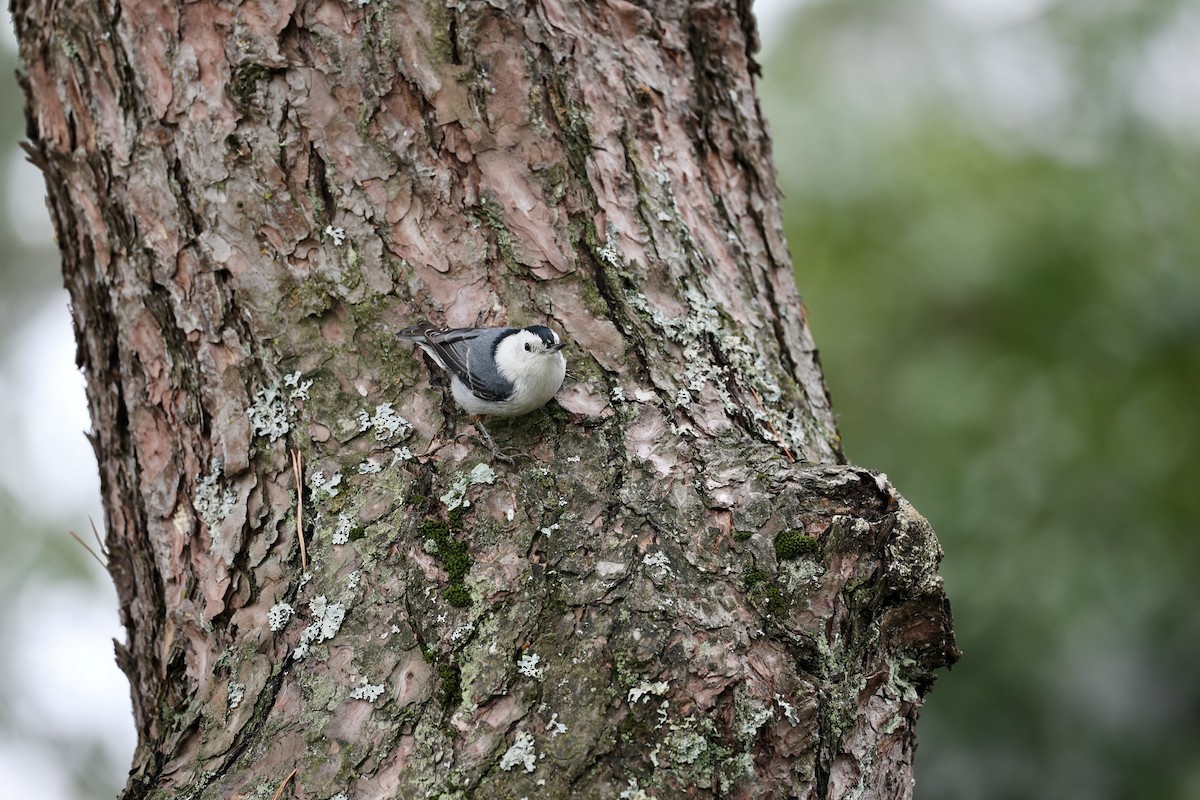 White-breasted Nuthatch - ML610260001