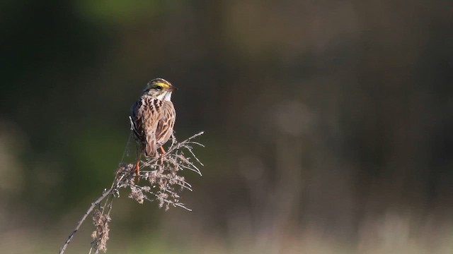 Savannah Sparrow - ML610260167