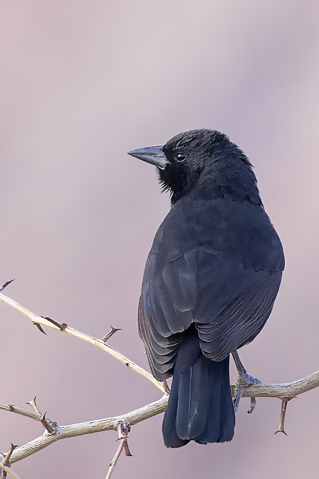 Bolivian Blackbird - ML610260258