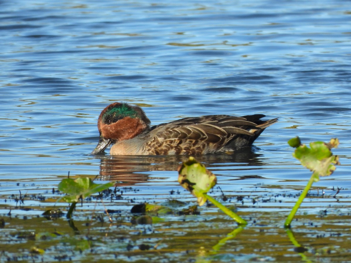 Green-winged Teal - ML610260724