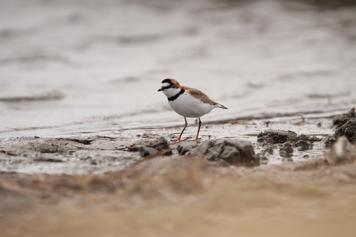 Collared Plover - ML610261012