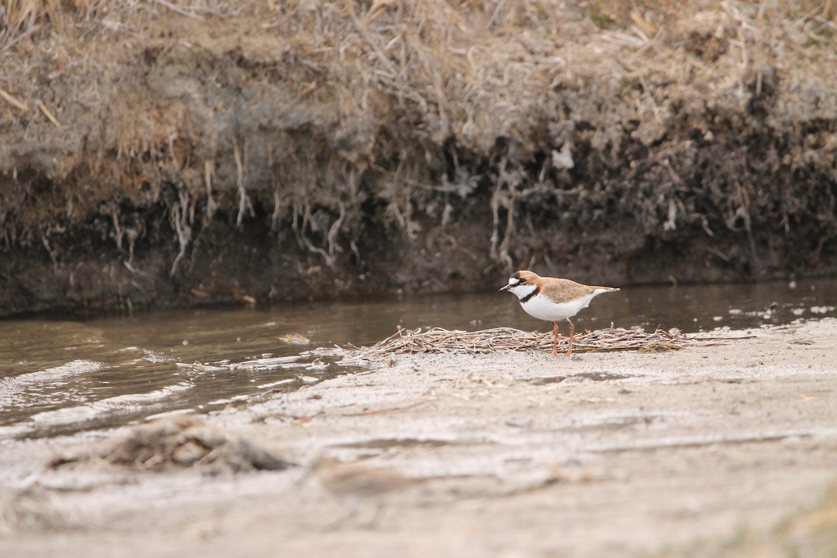 Collared Plover - ML610261013