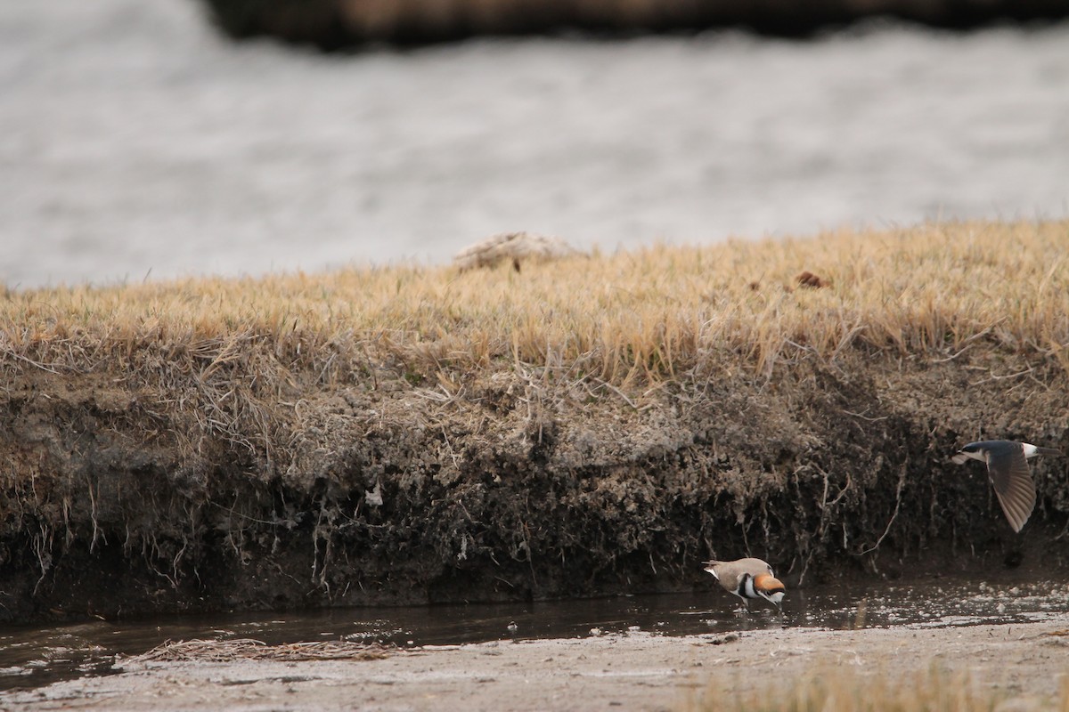 Two-banded Plover - ML610261118
