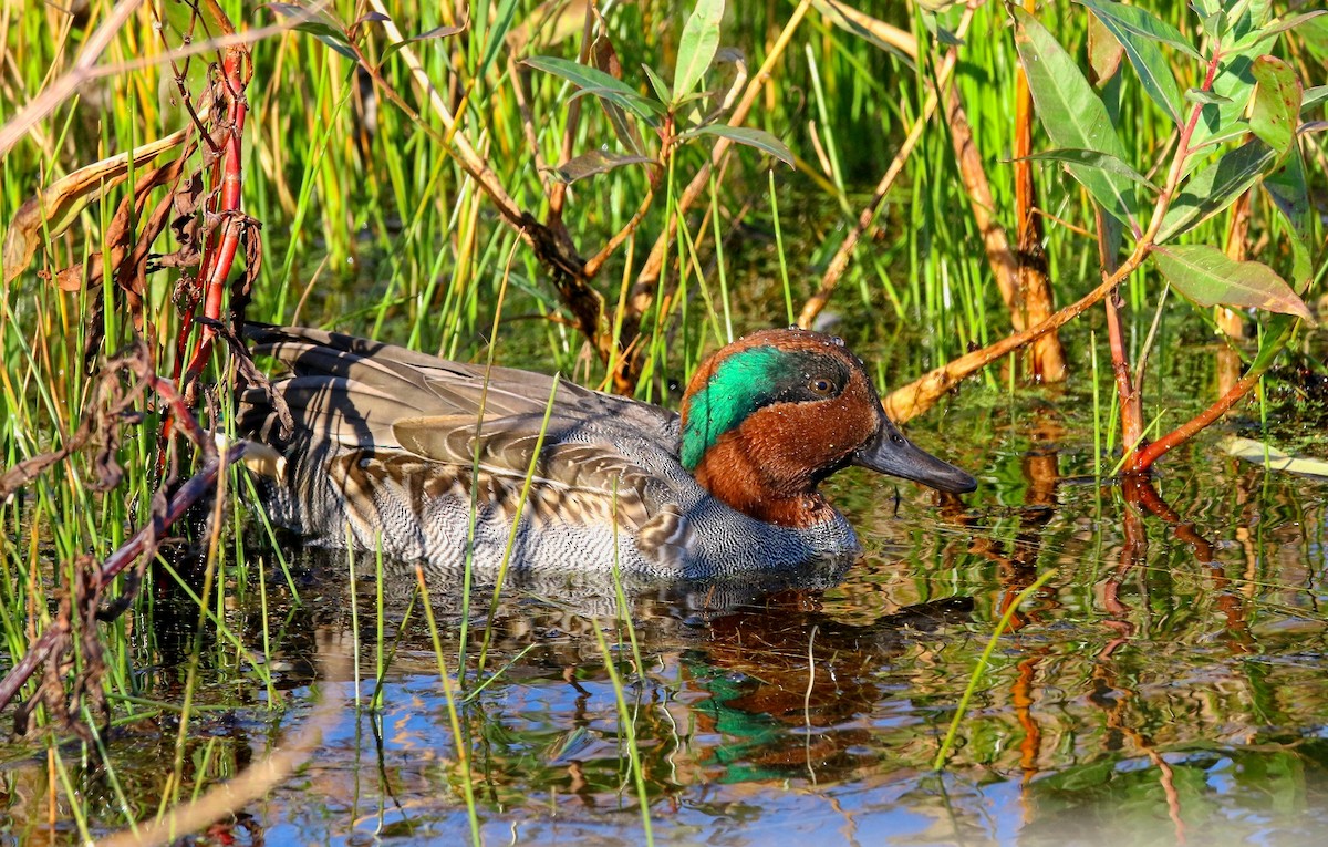 Green-winged Teal - ML610261216