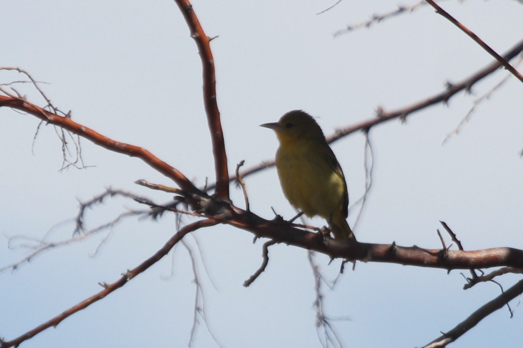 Orchard Oriole - ML610261415
