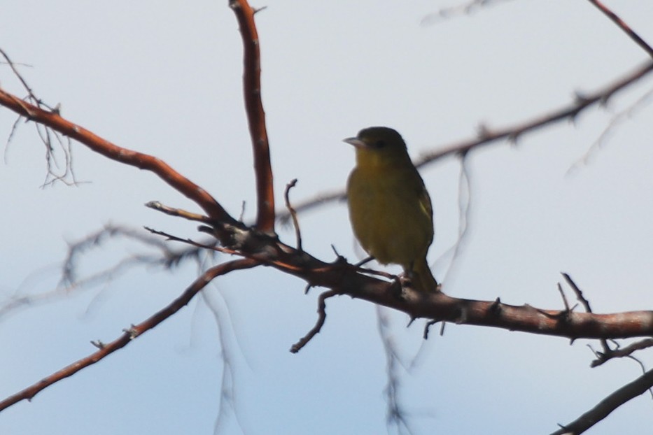 Orchard Oriole - ML610261423