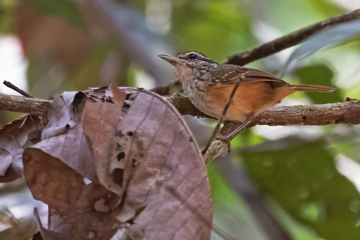 Guianan Warbling-Antbird - ML610261751