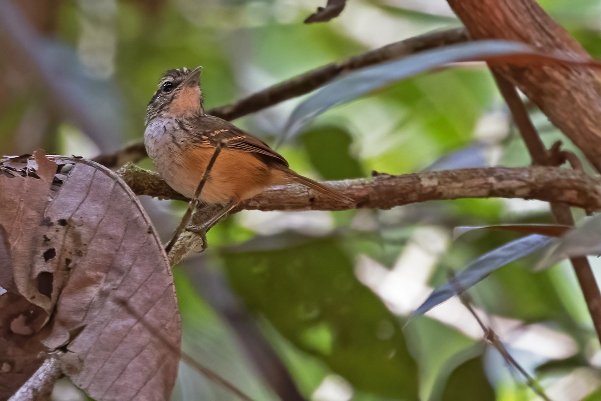 Guianan Warbling-Antbird - ML610261752
