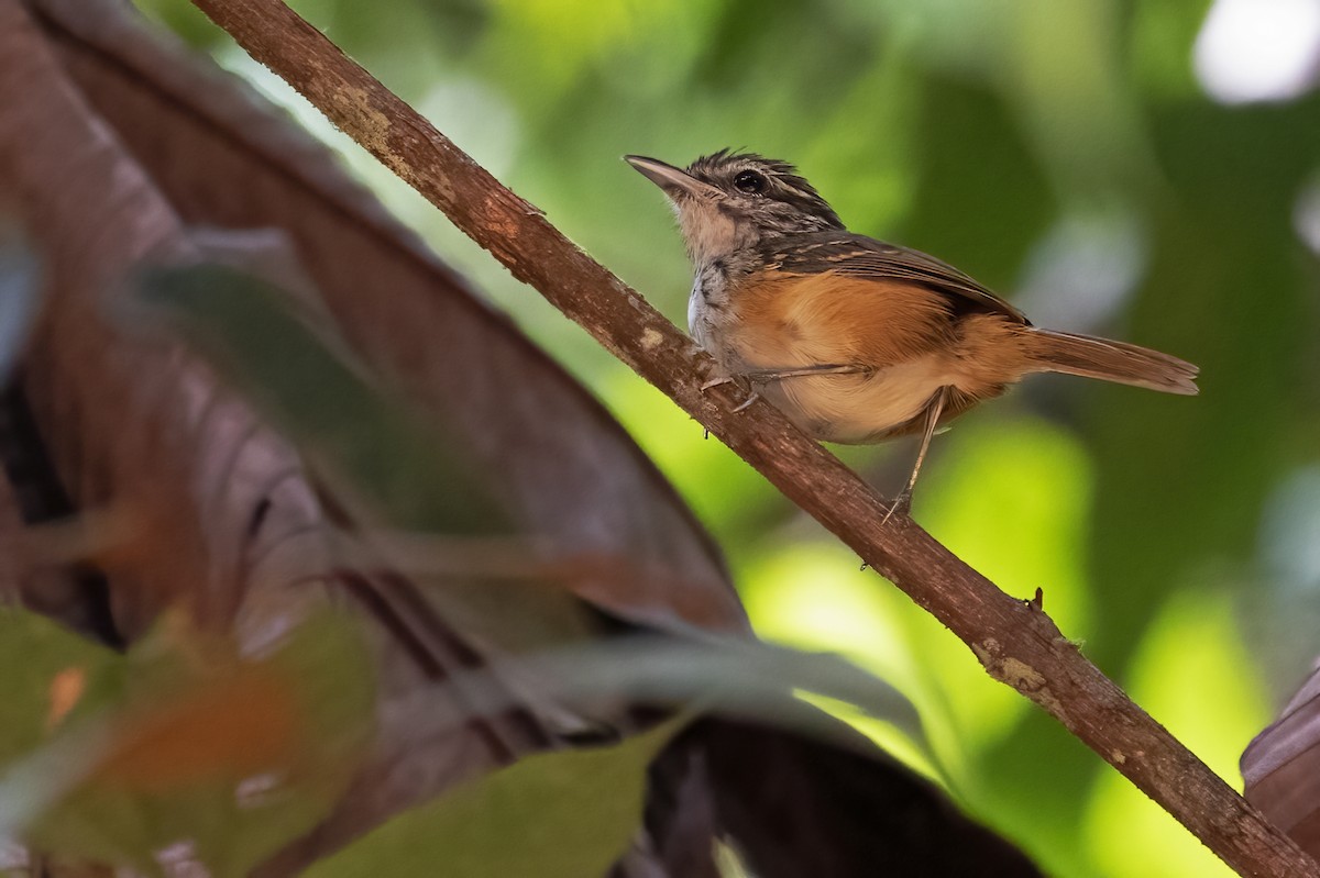 Guianan Warbling-Antbird - Leonildo Piovesan