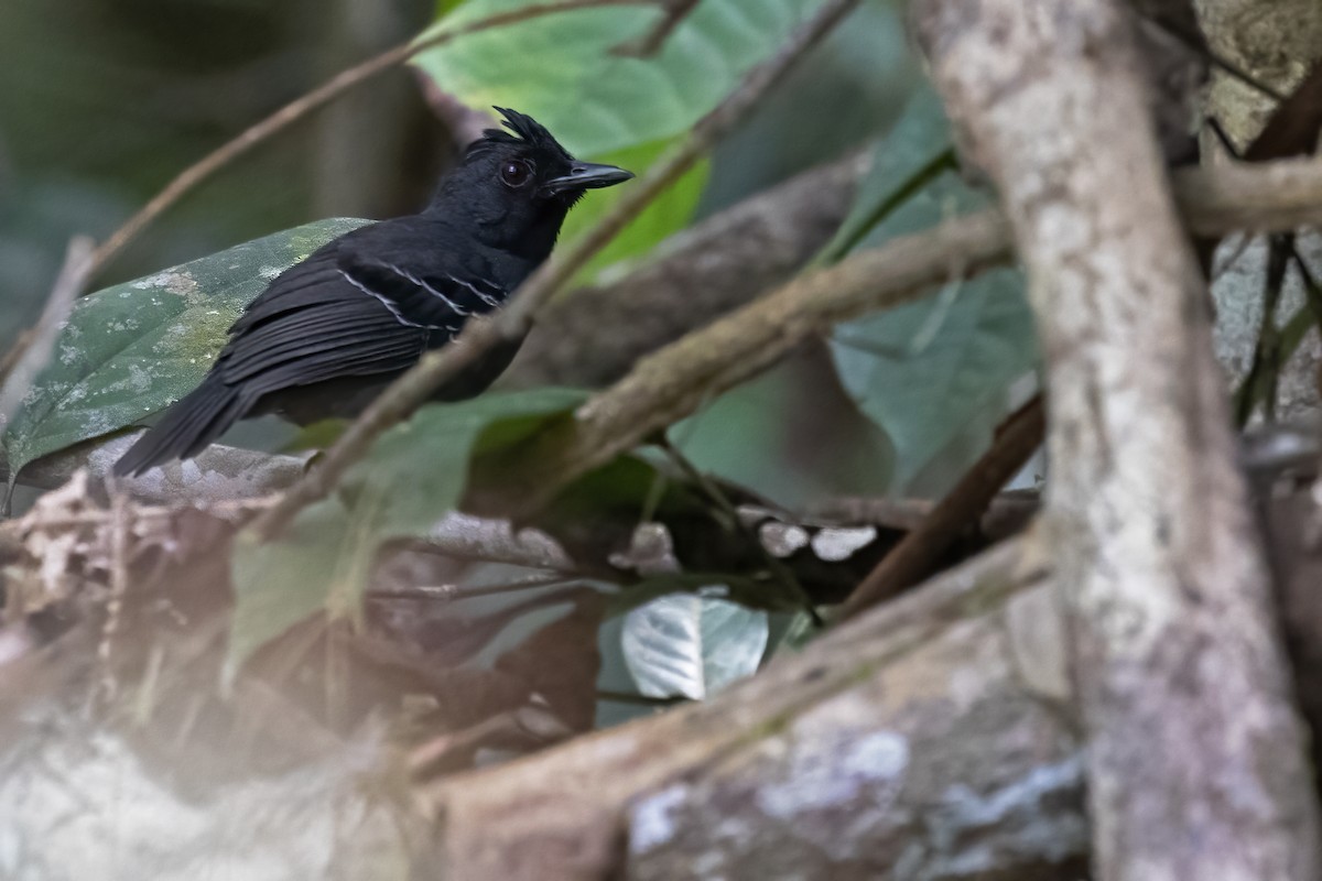 Black-headed Antbird - ML610261760