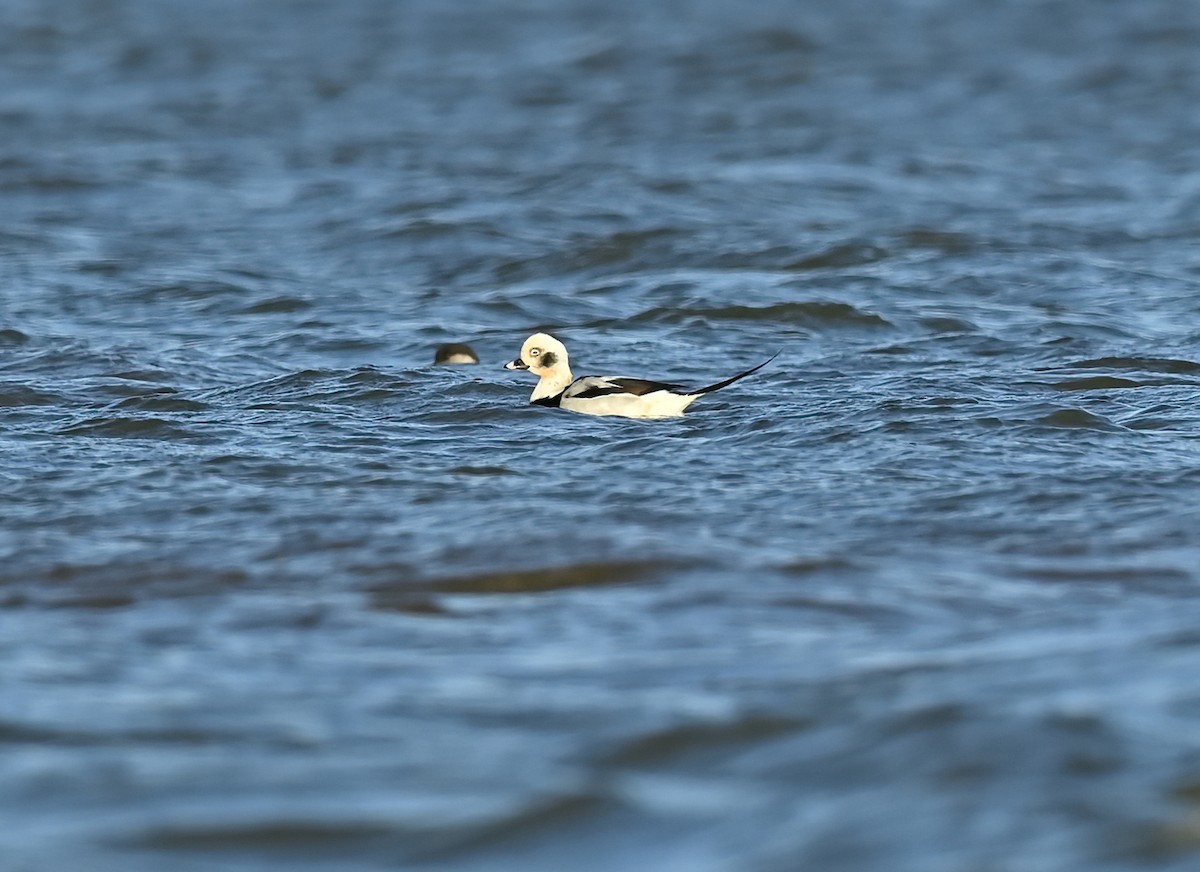 Long-tailed Duck - ML610261855
