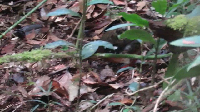 Arborófila de Borneo - ML610262115