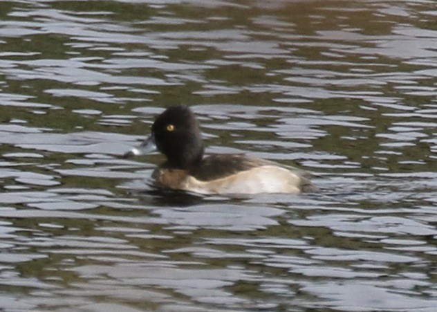Ring-necked Duck - ML610262315