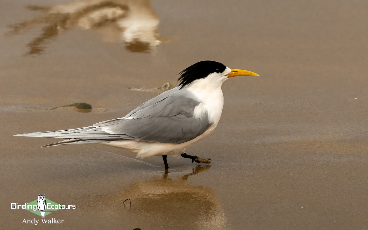 Great Crested Tern - ML610262329