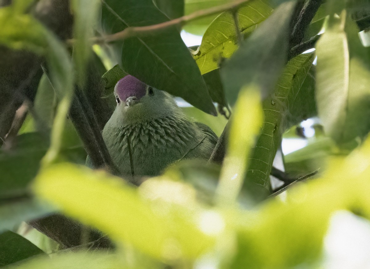 Red-bellied Fruit-Dove - ML610263094