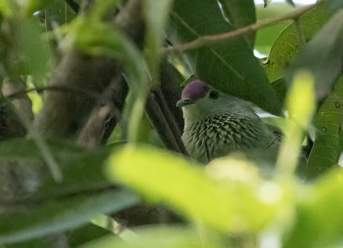 Red-bellied Fruit-Dove - ML610263095