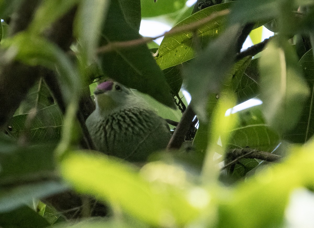 Red-bellied Fruit-Dove - ML610263097