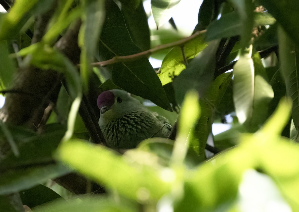 Red-bellied Fruit-Dove - ML610263098