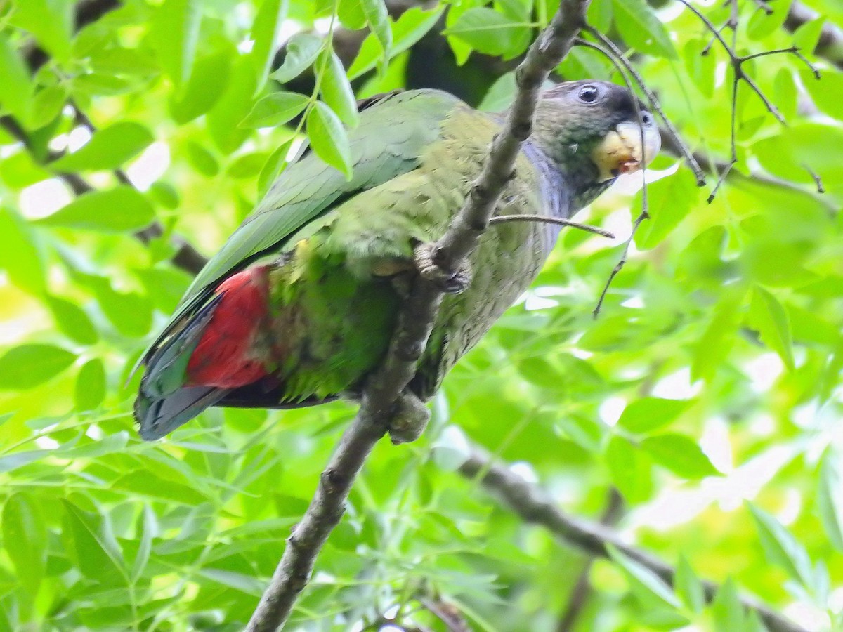Scaly-headed Parrot - ML610263237