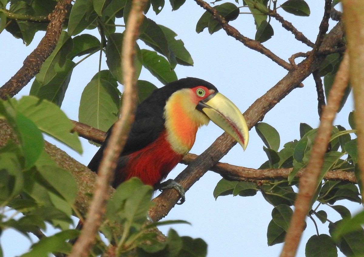 Red-breasted Toucan - ML610263536