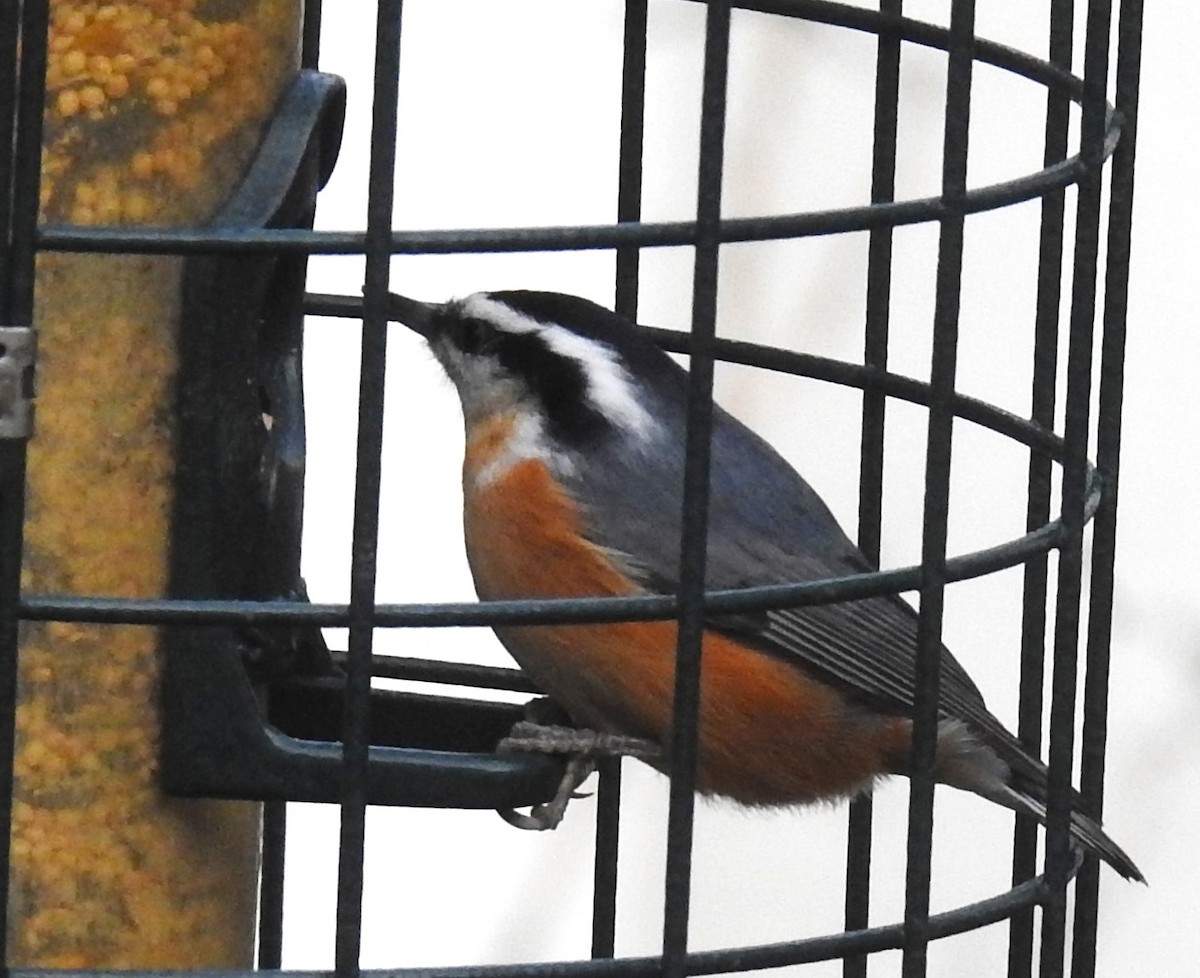 Red-breasted Nuthatch - ML610263562