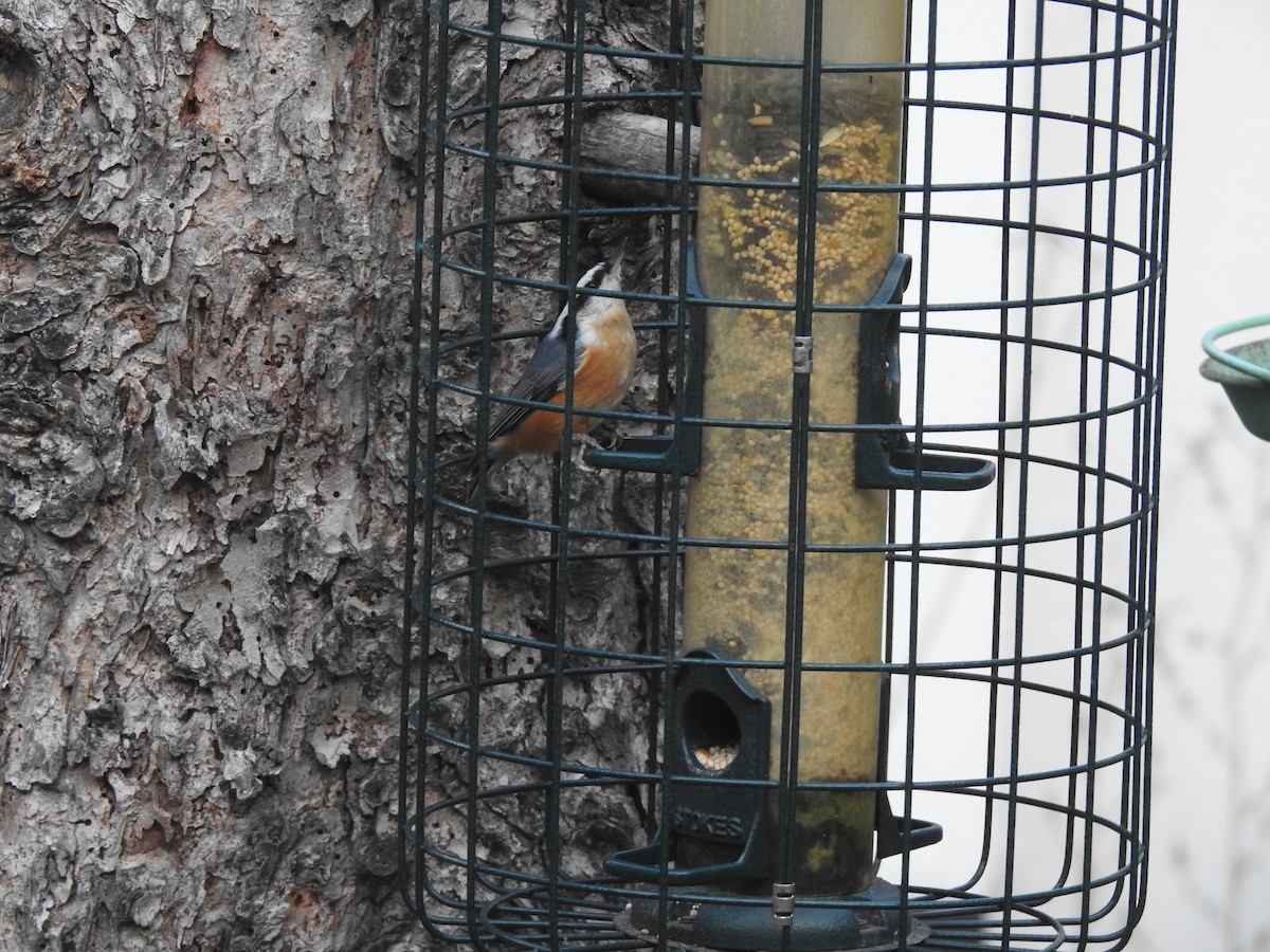 Red-breasted Nuthatch - ML610263564